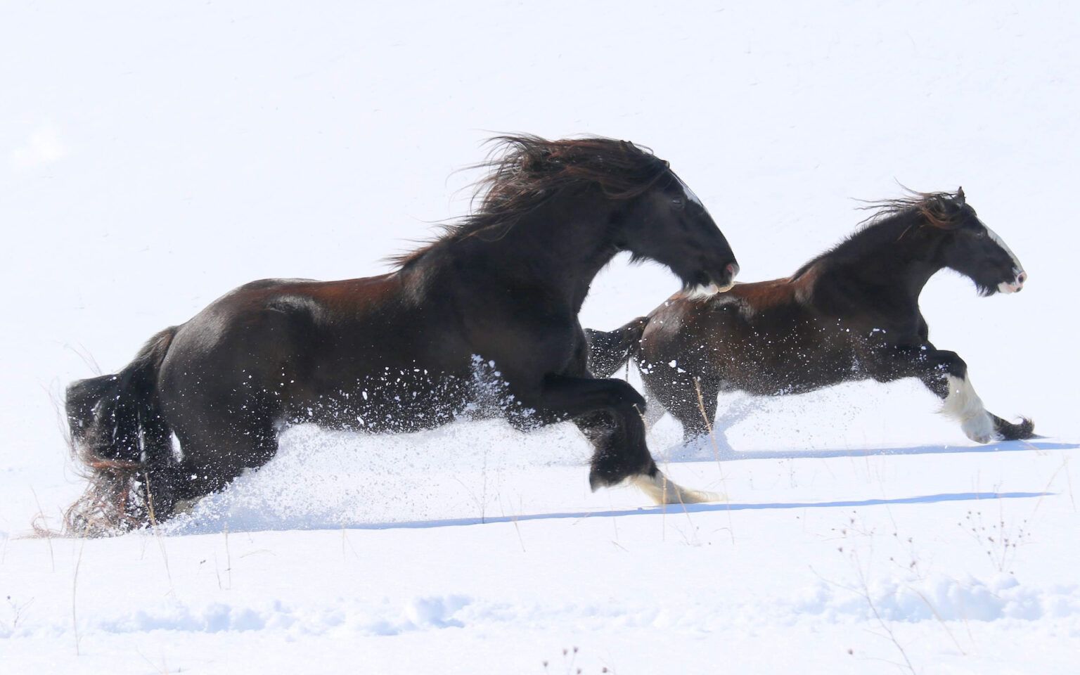 Home American Shire Horse Association