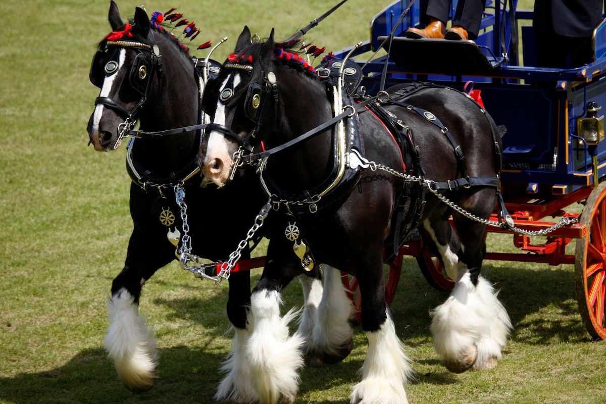 2008 Summer American Shire Horse Association